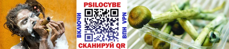 Псилоцибиновые грибы Cubensis  кракен зеркало  Александровское  купить  